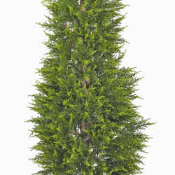 Cypress Pine [indoor] 1.5m - artificial plants, flowers & trees - image 7
