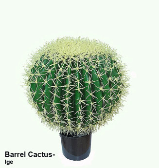 Cactii- Barrel Cactus- lge