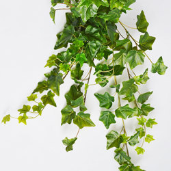 Ivy Bush- variagated [devil's ivy] - artificial plants, flowers & trees - image 1