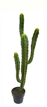 Cactii- Candelebra Cactus 1.2m