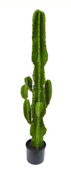 Cactii- San Pedro Cactus 1.2m