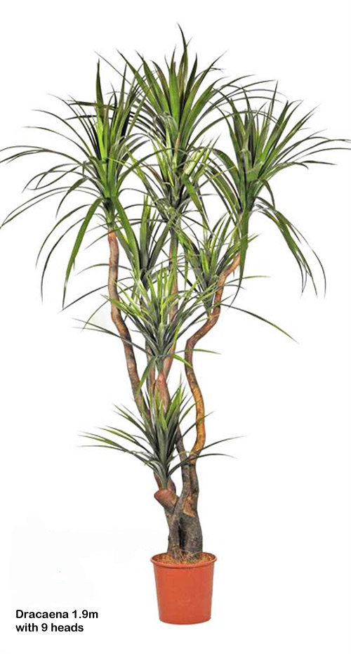 Artificial Dracaena Trees, Fake Dracaena Trees, Artificial Outdoor 