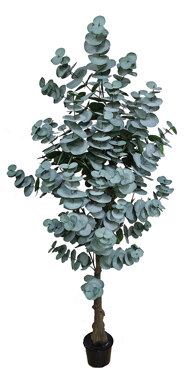 Eucalyptus Tree 1.6m
