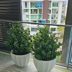UV-Bush Lucky Jade 85cm dbl-planted - artificial plants, flowers & trees - image 2