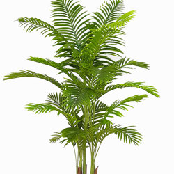 Kentia Palms 1.7m - artificial plants, flowers & trees - image 9