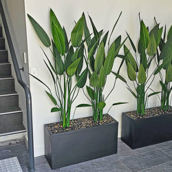 Trough Planters- with Bird-o-Paradise 1.75m tall  - artificial plants, flowers & trees - image 4