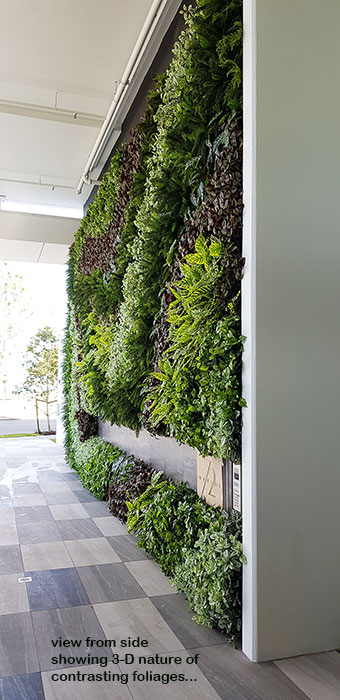 Large feature Green-Wall in apartment entry courtyard... image 4