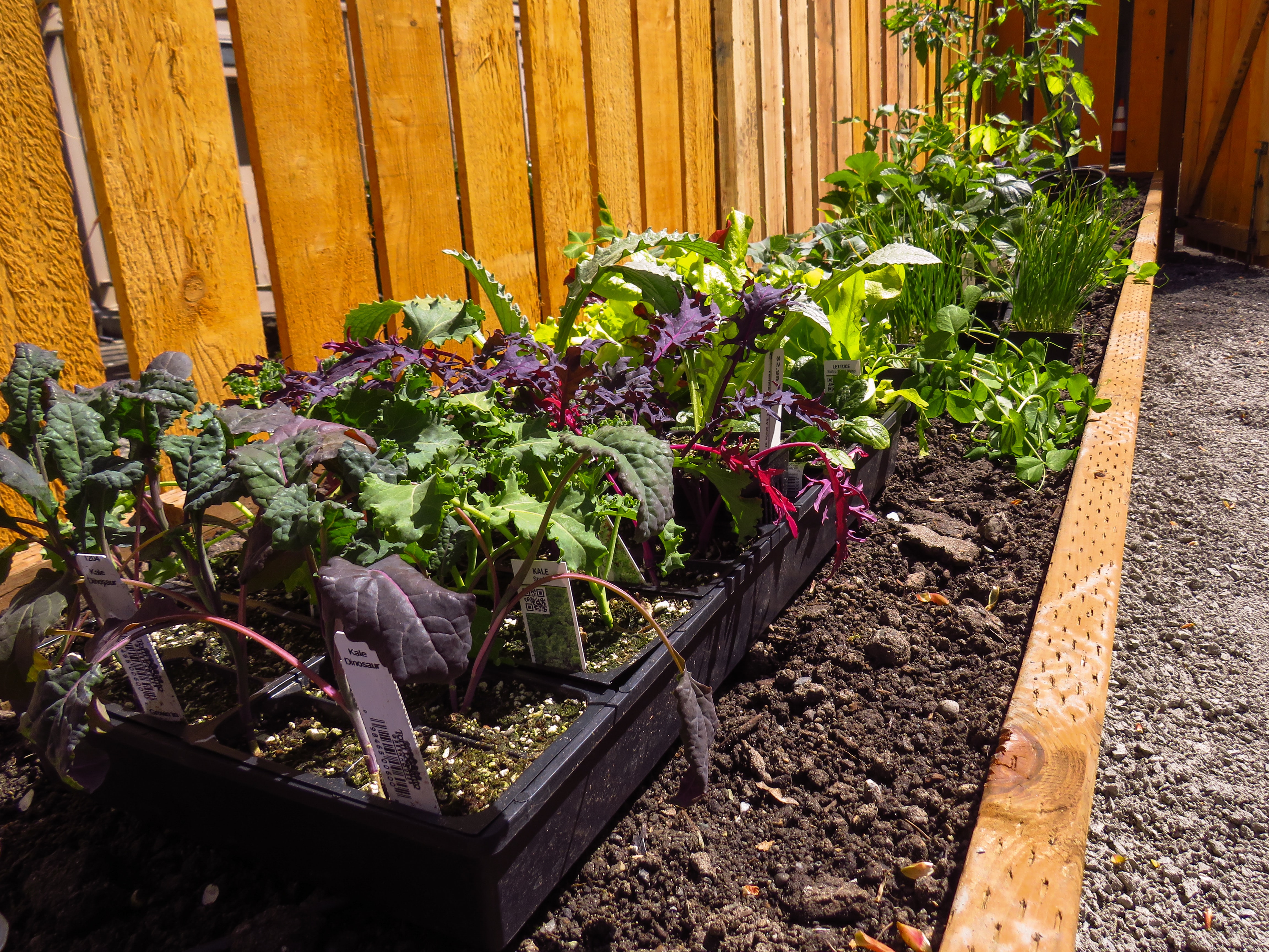 raised garden beds