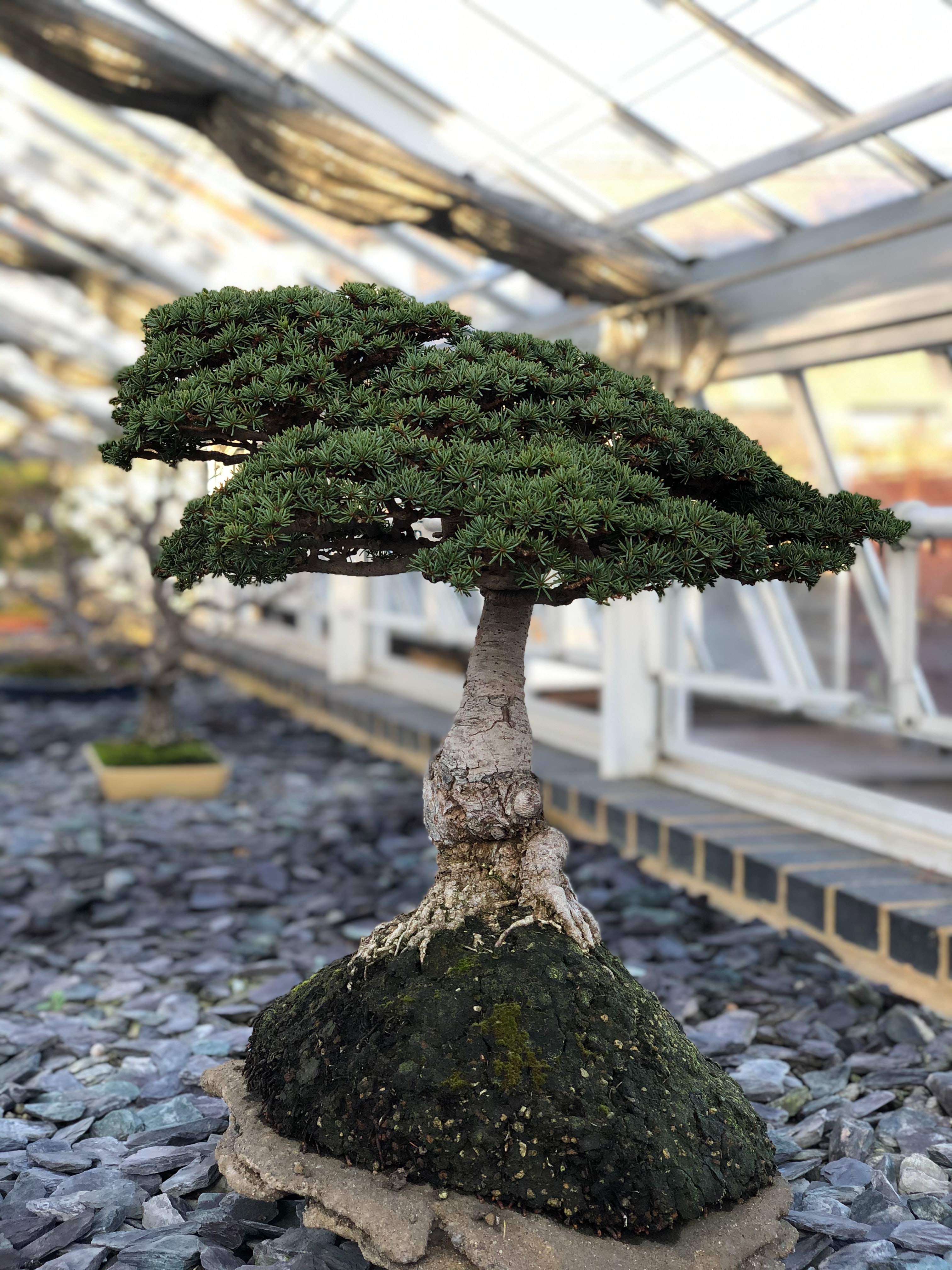 Bonsai Garden