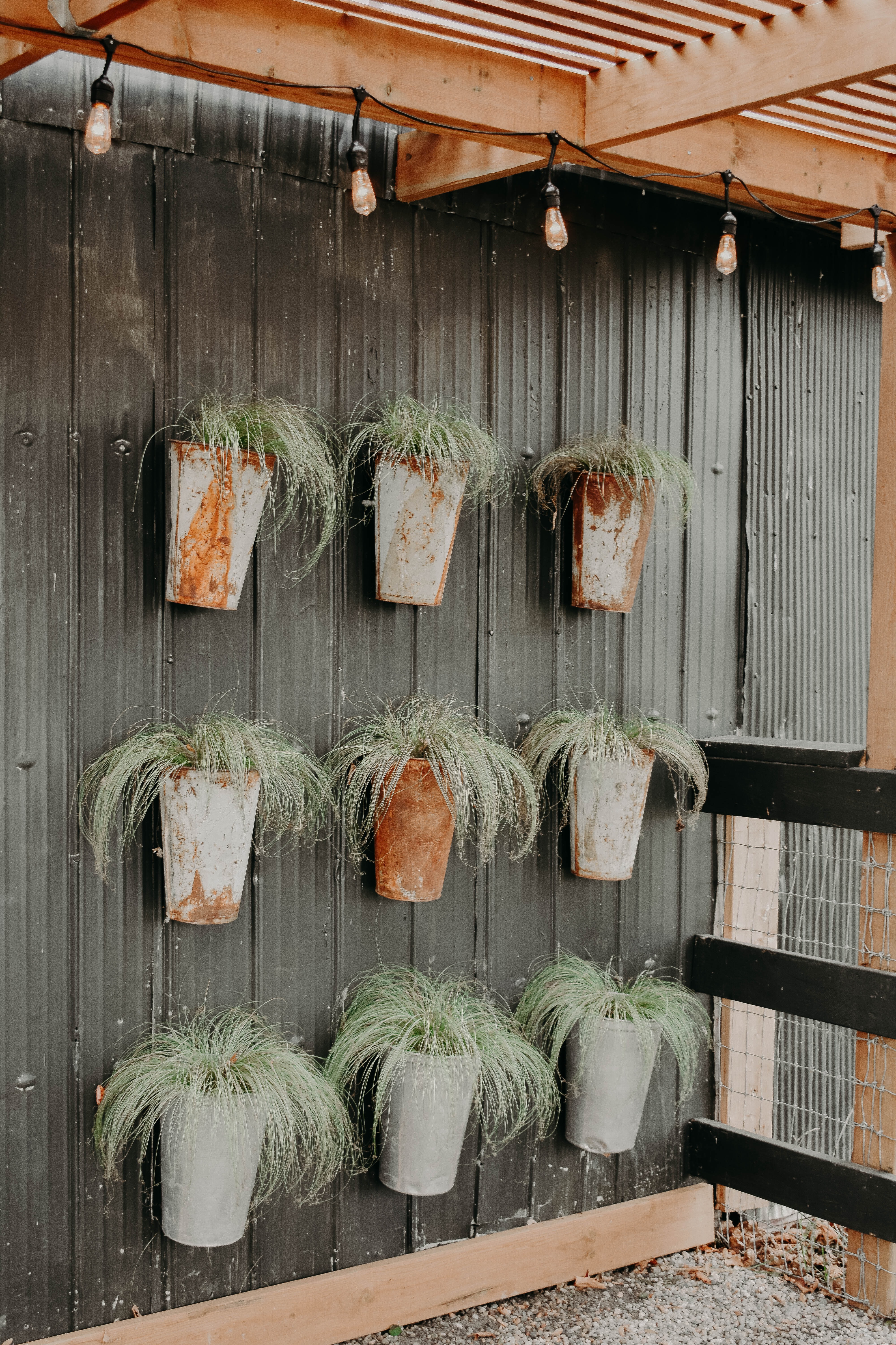 Hanging Plants 2