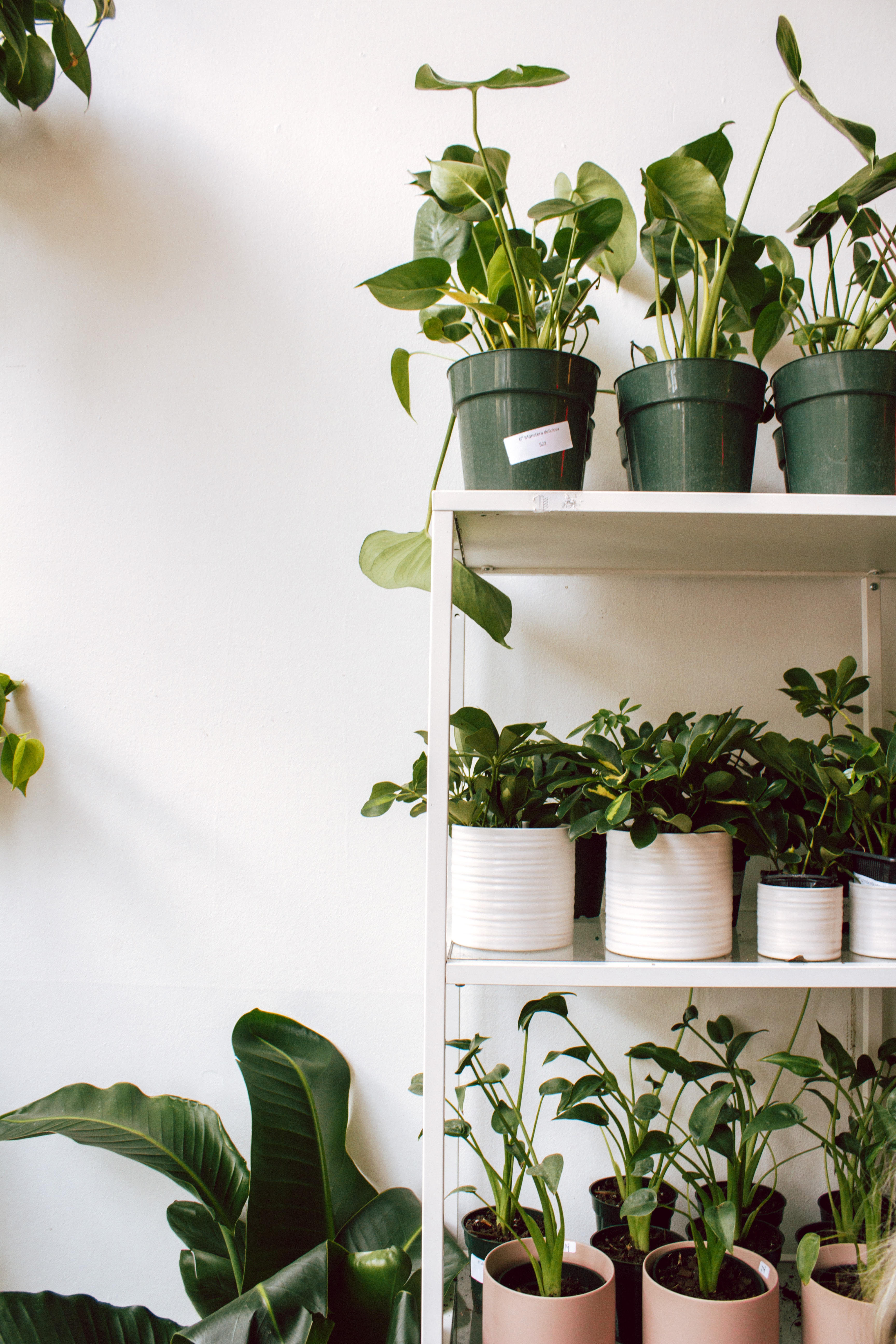 Garden on Shelves