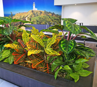 Planter-Box for fast-food mall