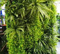 Artificial Green Walls- demountable panels for exhibition display