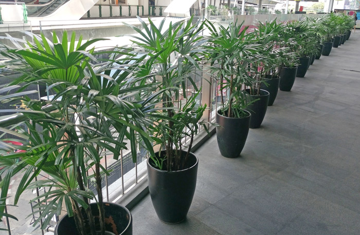 row of low palms in foyer