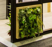 Double-sided green-wall panels custom made to fit display frames...