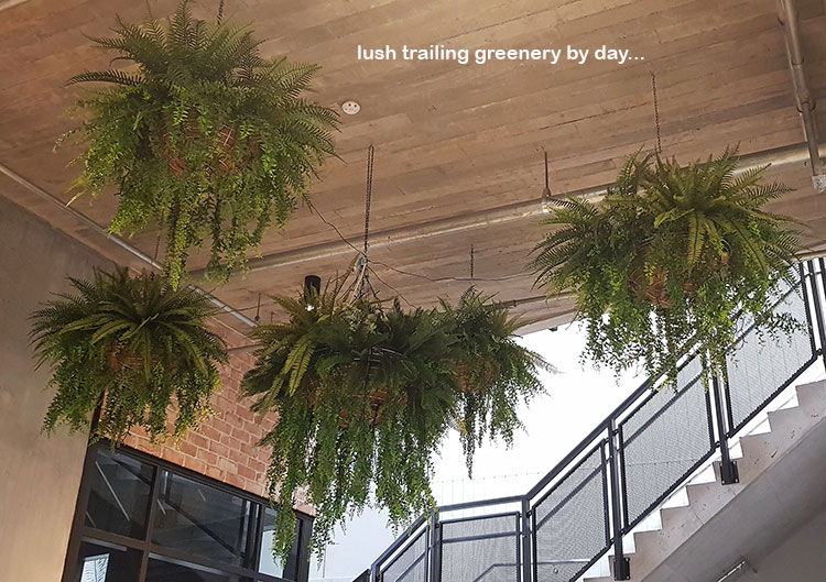 Lush green & dazzling lights- huge artificial hanging-baskets in shopping centre image 5