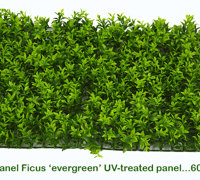 Ficus 'evergreen', a brighter alternative to boxwood hedging