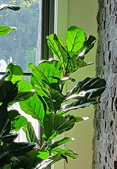 Large Fiddle-Leaf Ficus- bold shadow effects... image 5