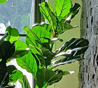 Large Fiddle-Leaf Ficus- bold shadow effects...