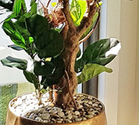 Large Fiddle-Leaf Ficus- bold shadow effects...
