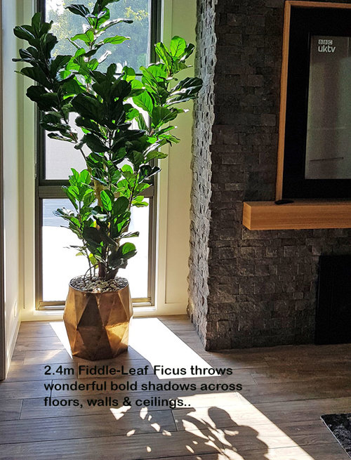 Large Fiddle-Leaf Ficus- bold shadow effects...