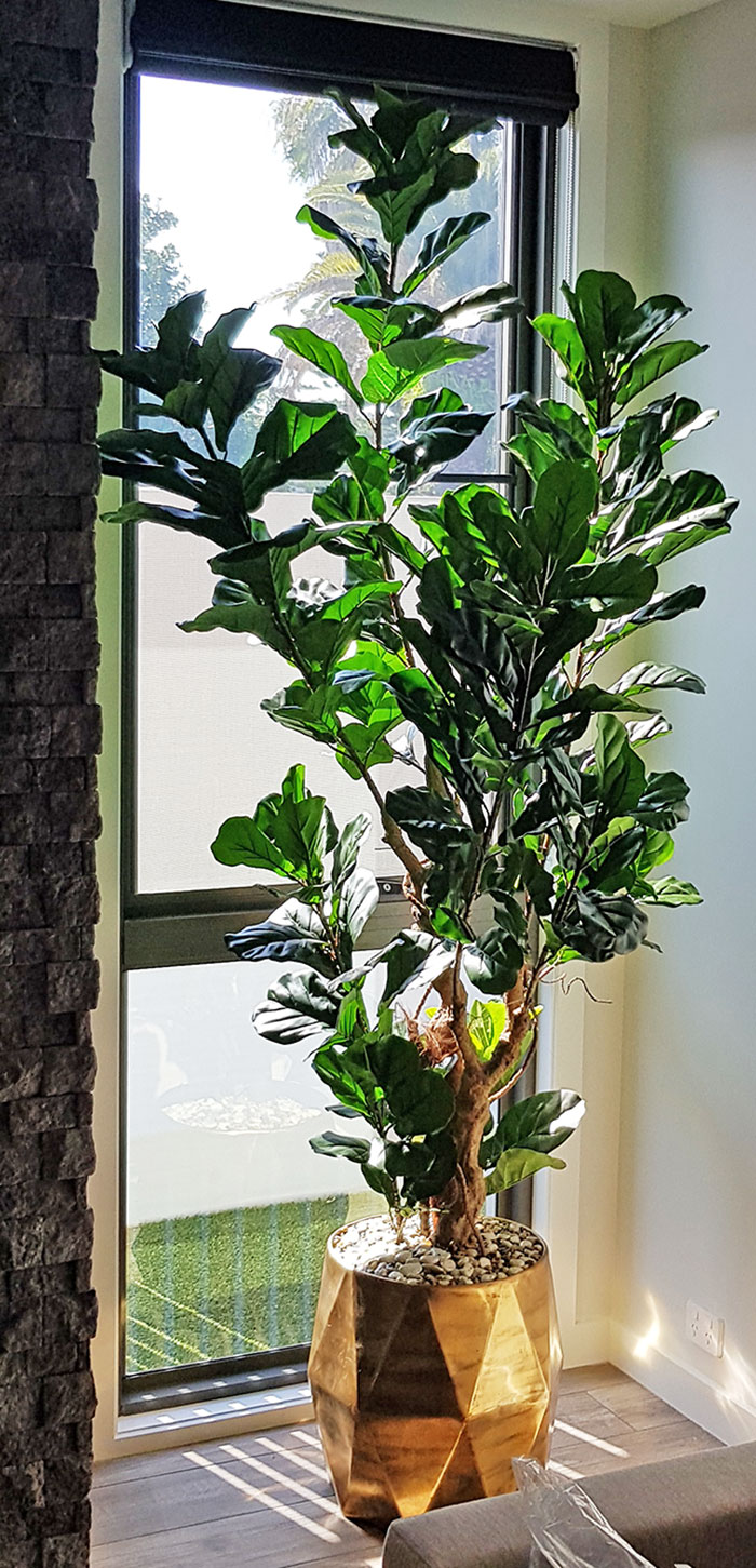 Large Fiddle-Leaf Ficus- bold shadow effects... image 4