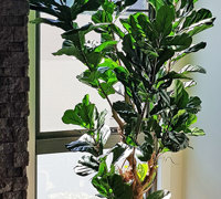 Large Fiddle-Leaf Ficus- bold shadow effects...