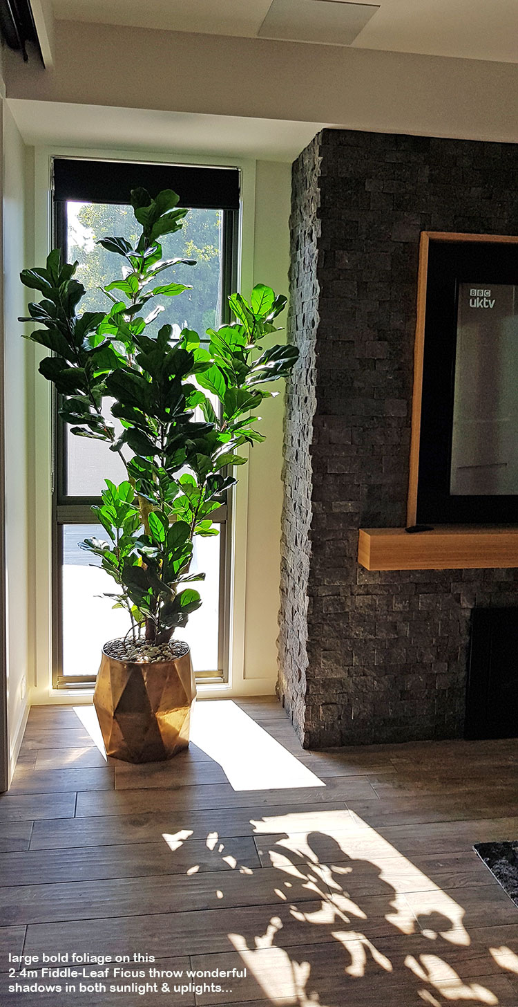 Large Fiddle-Leaf Ficus- bold shadow effects... image 3