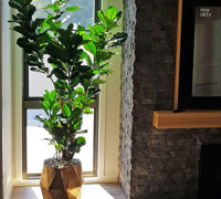 Large Fiddle-Leaf Ficus- bold shadow effects...