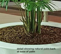 Tropical Palms in Shopping Mall eatery...