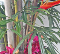 Tropical Resort Feel - adding vibrant colours with artificial plants...