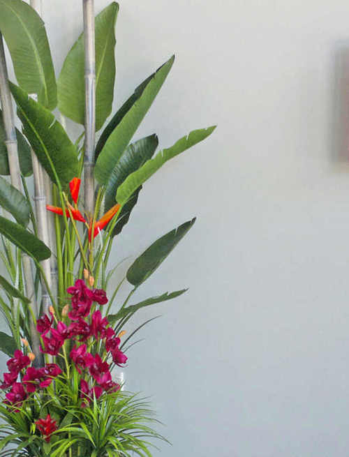 'Tropical Resort-Feel' Planters replace boring hired "shrubbery"