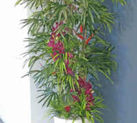 'Tropical Resort-Feel' Planters replace boring hired "shrubbery"