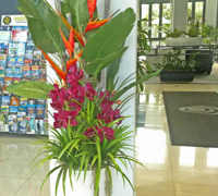 'Tropical Resort-Feel' Planters replace boring hired "shrubbery"