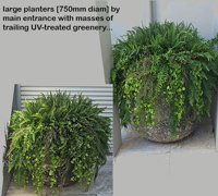 Using the latest UV-treated artificial Plants outdoor for great looks n privacy...