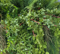 Using the latest UV-treated artificial Plants outdoor for great looks n privacy...