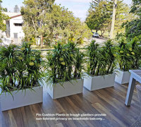Privacy planters screen balcony...