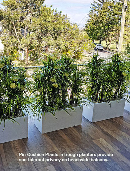 Privacy planters screen balcony...