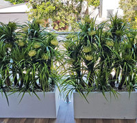 Privacy planters screen balcony...