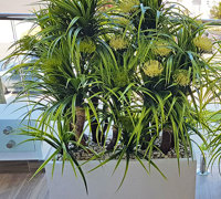 Privacy planters screen balcony...