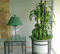 Large Apartment Foyer with large spectacular plants to match...