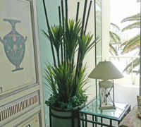 Large Apartment Foyer with large spectacular plants to match...