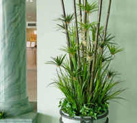 Large Apartment Foyer with large spectacular plants to match...