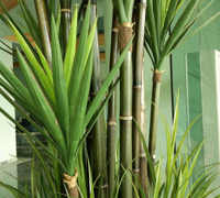 Large Apartment Foyer with large spectacular plants to match...