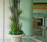 Large Apartment Foyer with large spectacular plants to match...