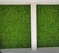 Ficus 'evergreen', a brighter alternative to boxwood hedging