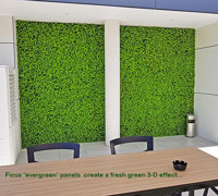 Ficus 'evergreen', a brighter alternative to boxwood hedging
