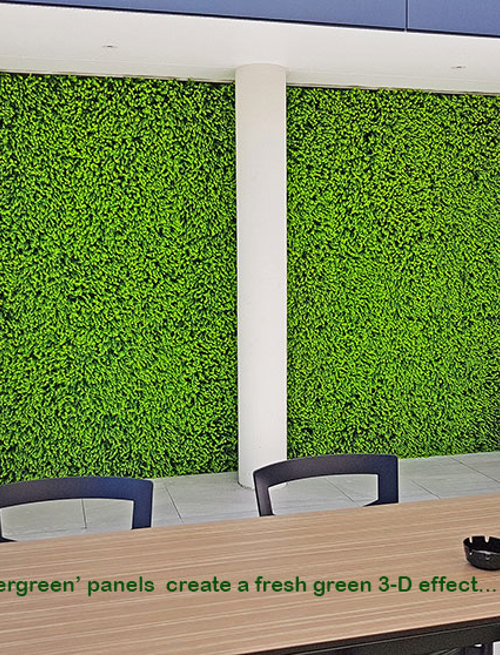 Ficus 'evergreen', a brighter alternative to boxwood hedging