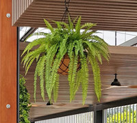 Ficus 'evergreen', a brighter alternative to boxwood hedging