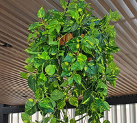 Ficus 'evergreen', a brighter alternative to boxwood hedging